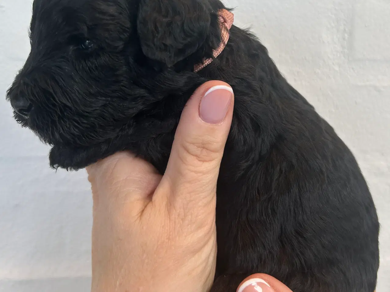 Billede 1 - Goldenlabradoodle Hubert