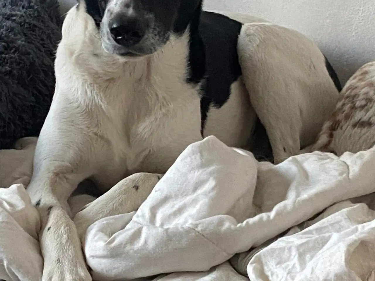 Billede 20 - Wilma til adoption! 🩷