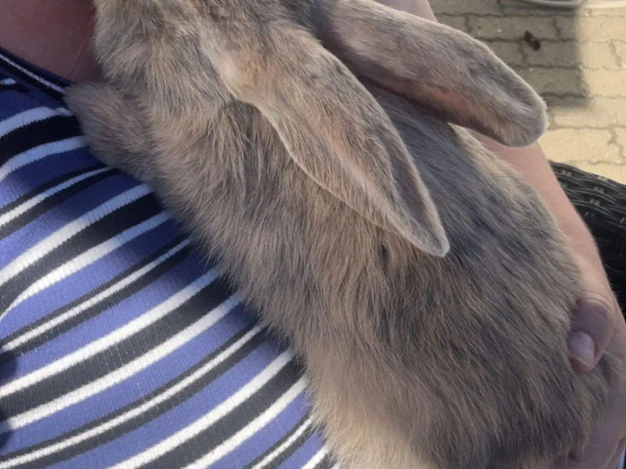 Billede 7 - Dværg vædder 