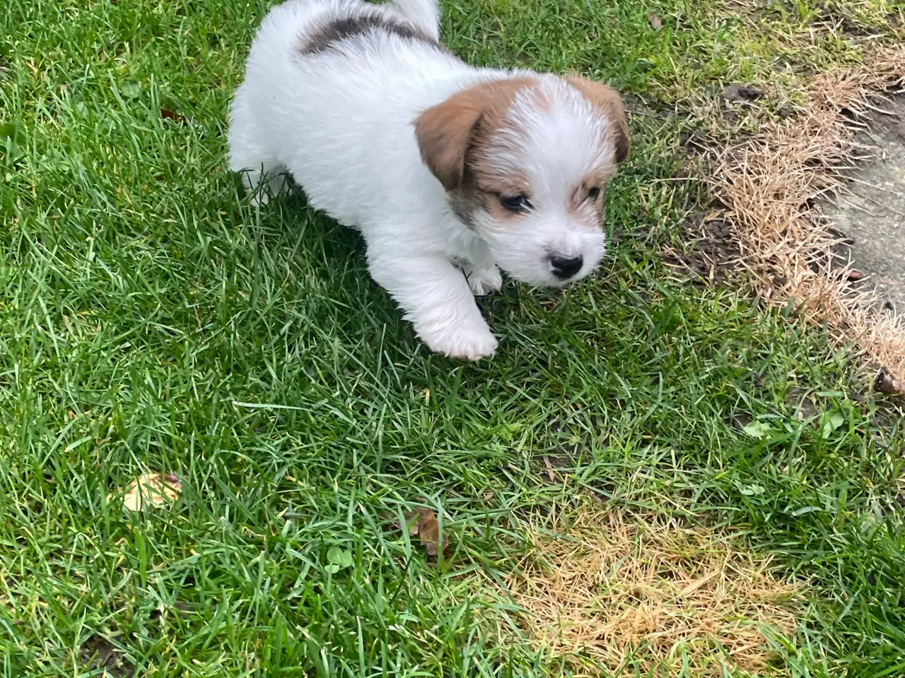 Billede 2 - Jack Russell Terrier hvalpe