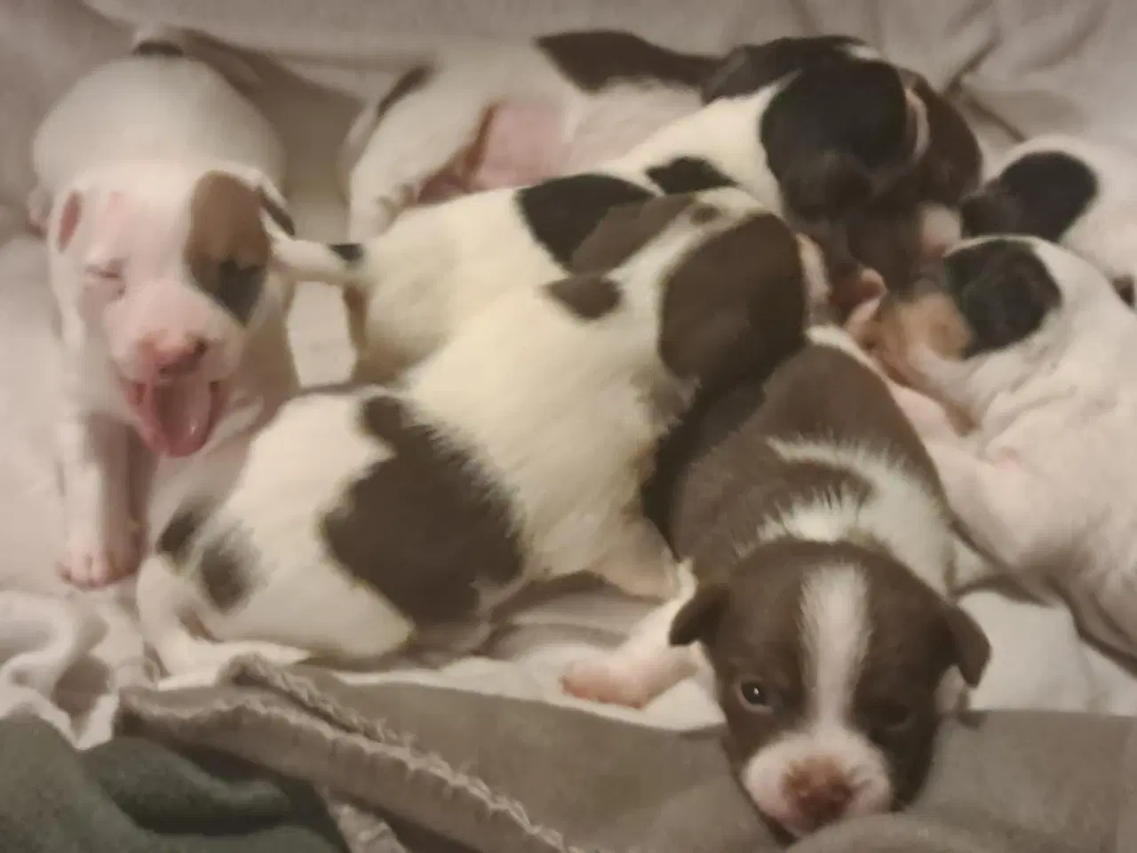 Billede 2 - 7 Skønne JRT hvalpe med masser af personlighed 