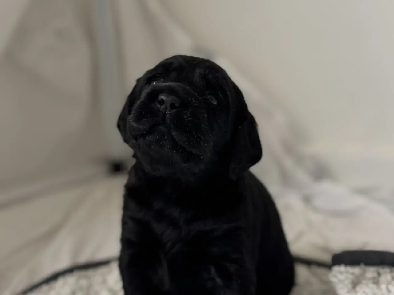 Billede 2 - Amerikanske Cockerdor hvalpe