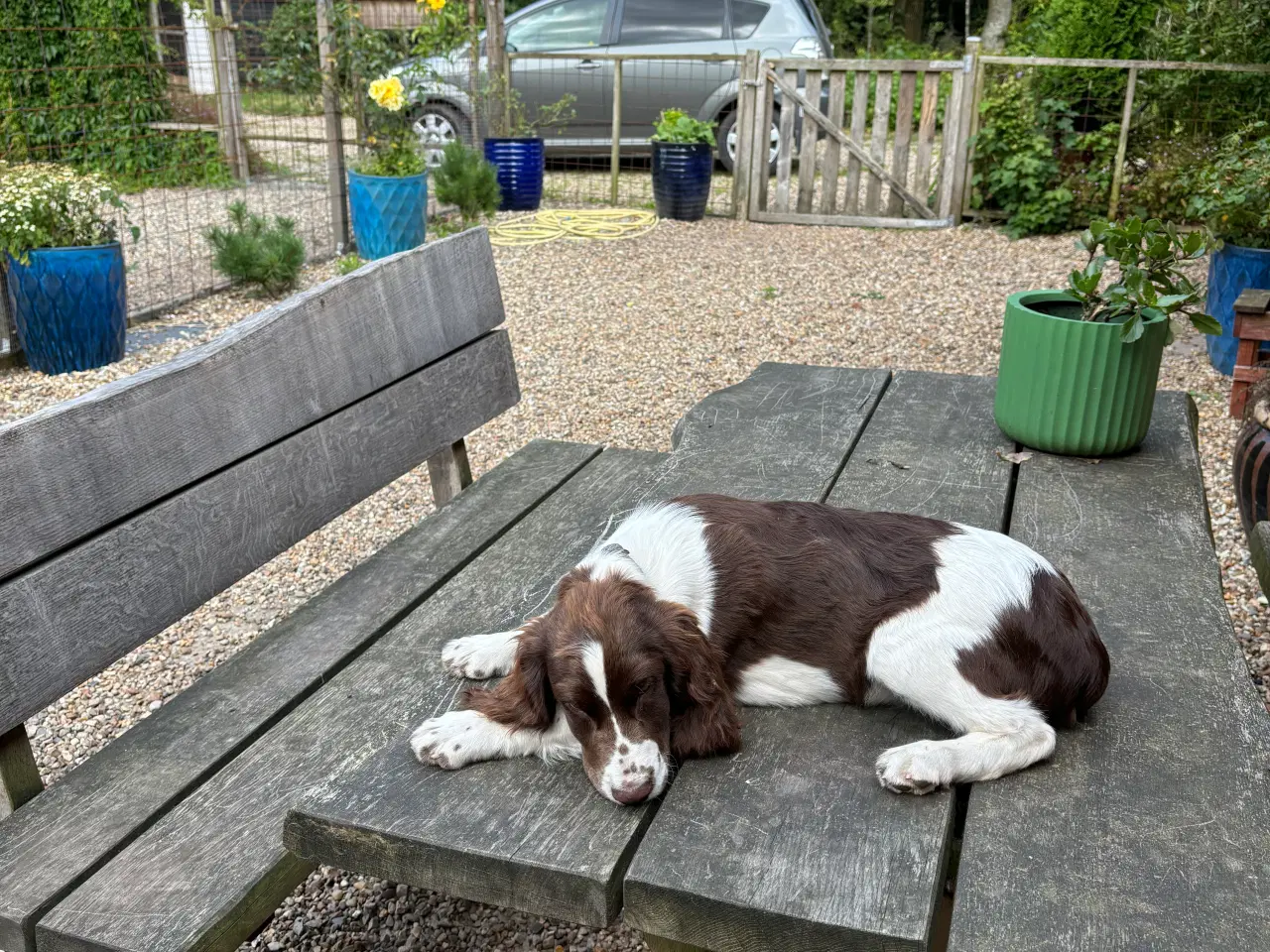 Billede 1 - Engelsk Springer Spaniel