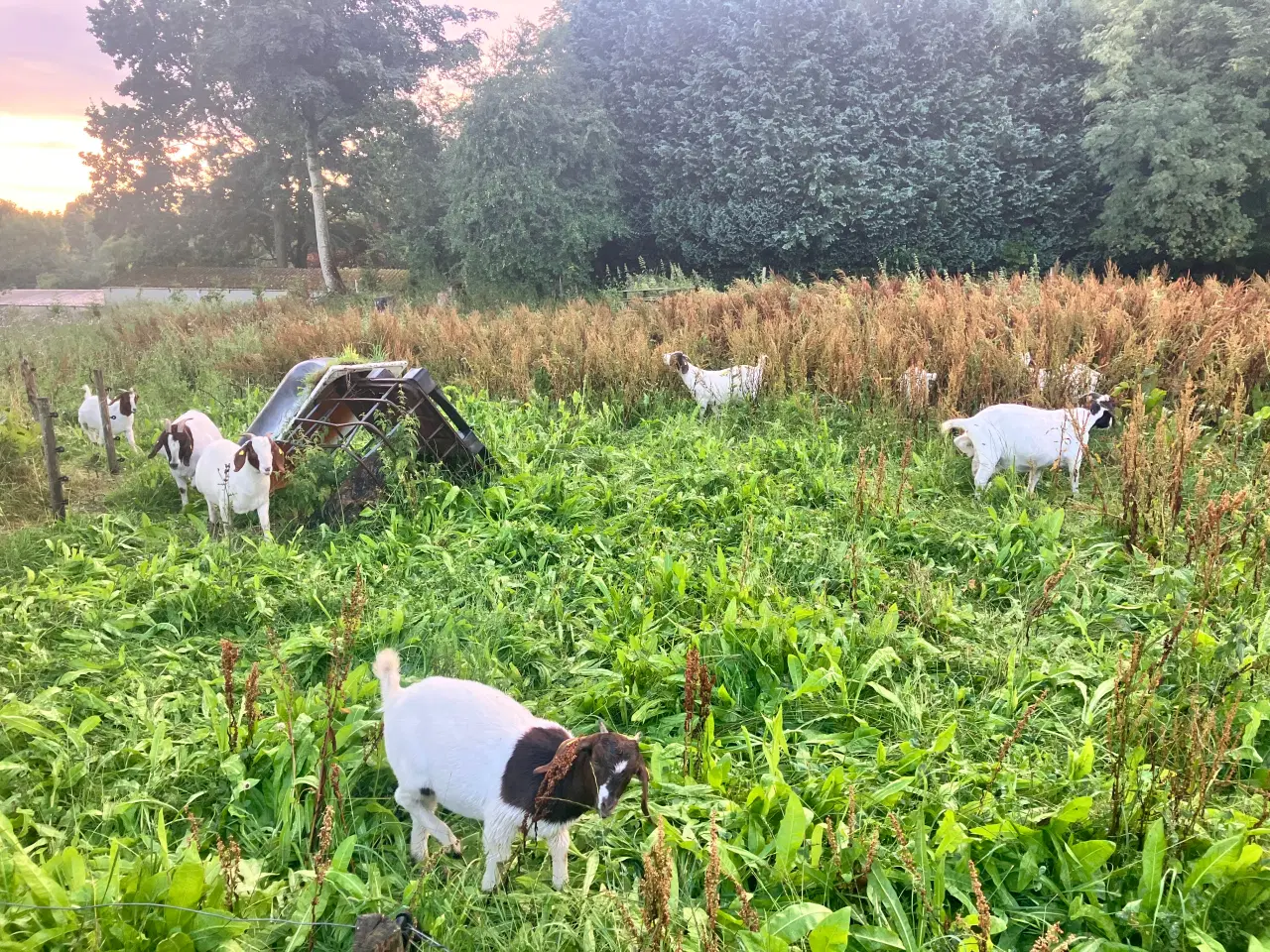 Billede 3 - Boergeder og bukke