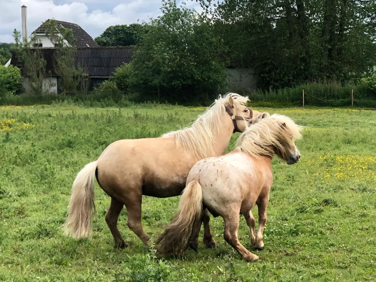 Billede 8 - Welsh / shetlænder 