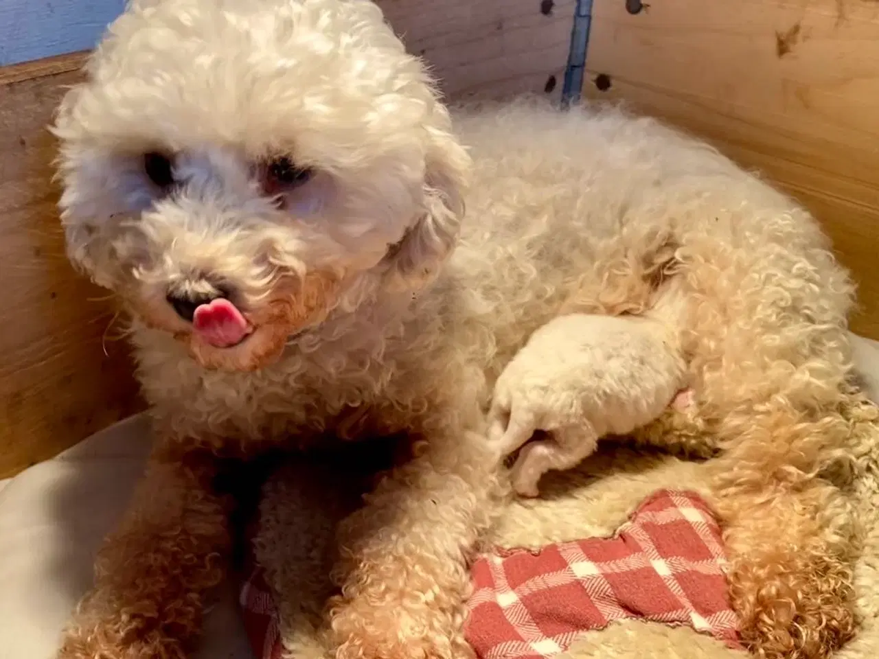 Billede 4 - Pudel / Bolognese