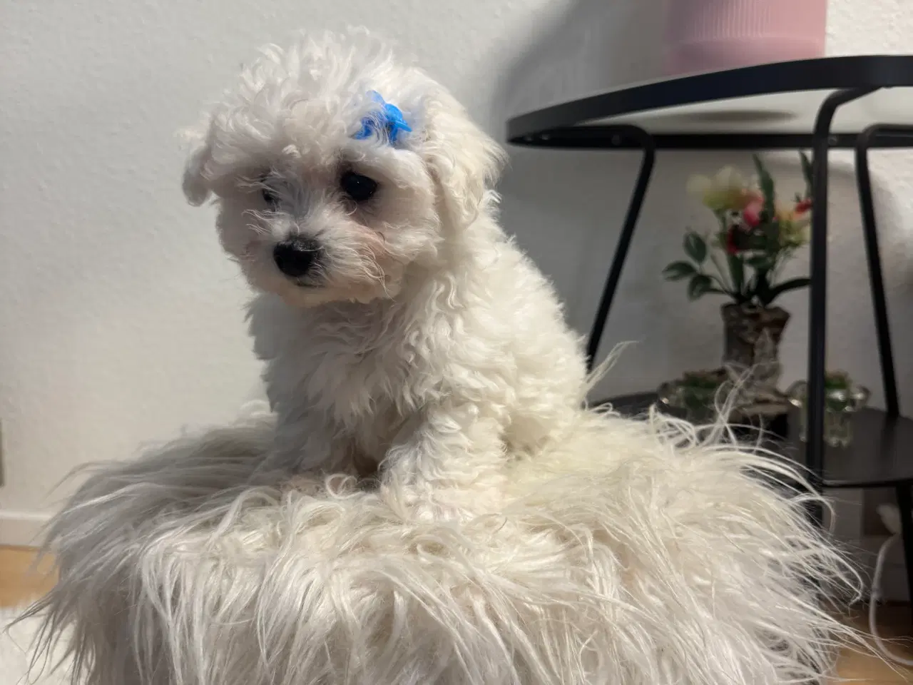 Billede 6 - Maltesisk Maltesisk Bichon