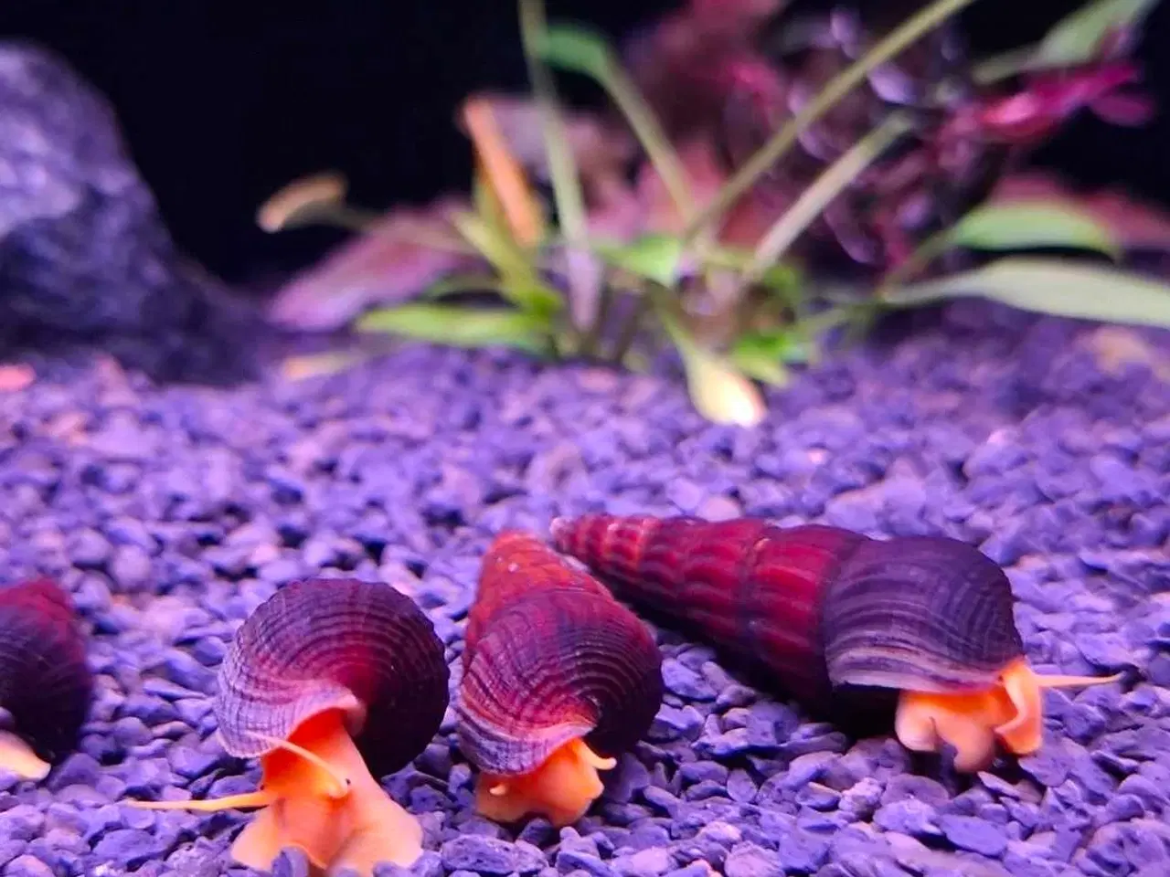 Billede 1 - Sulawesi akvarie snegl 