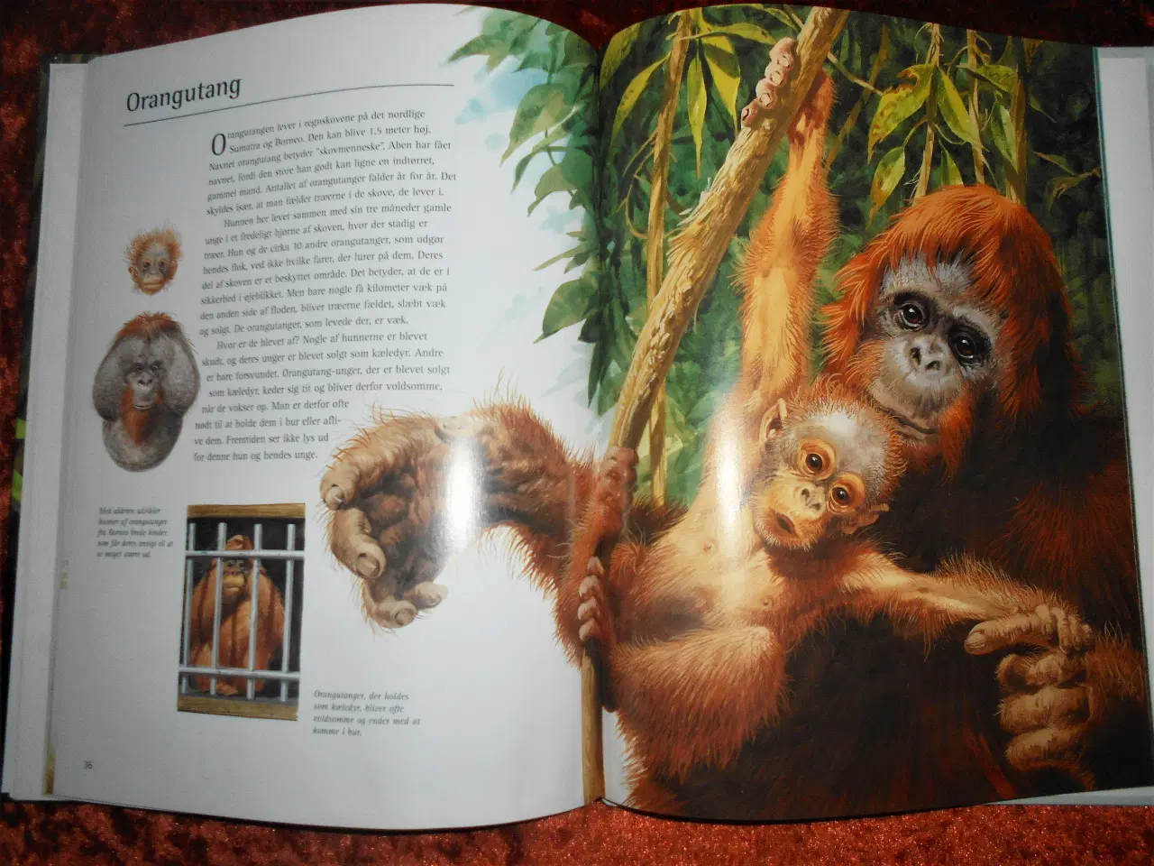 Billede 3 - En farlig barndom, Bernard Stonehouse,