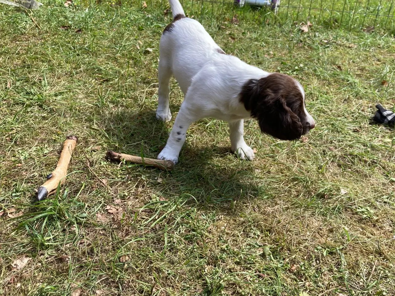 Billede 6 - Springer Spaniel Flytte klar Nu