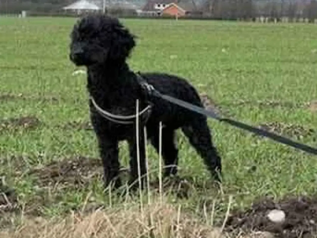 Billede 6 - 🌸 Skønne Verdi søger et kærlige hjem 🌸