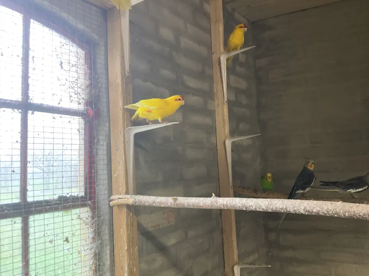 Billede 4 - Flotte gule Gedeparekitter unger