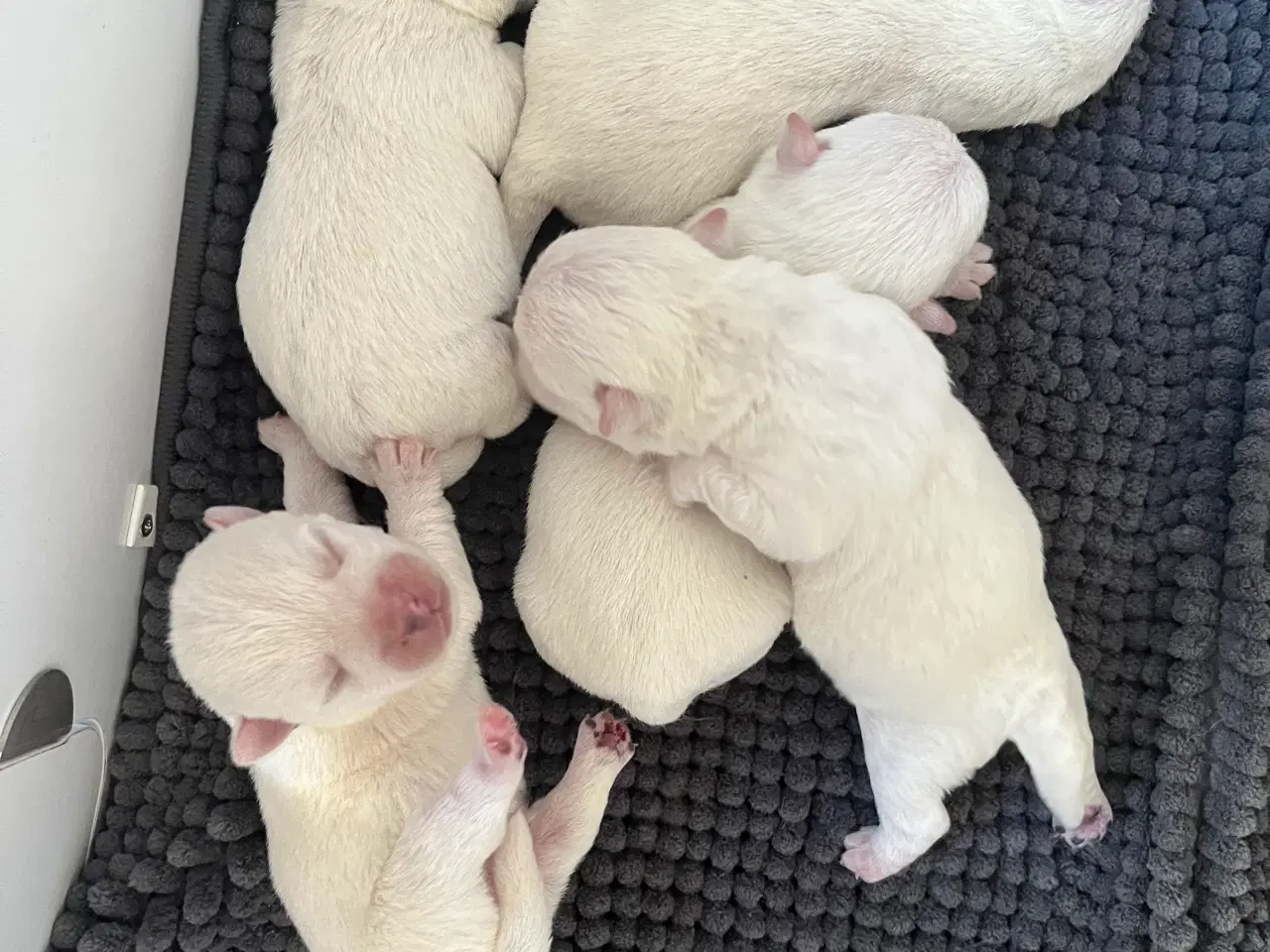 Billede 2 - West highland White terrier