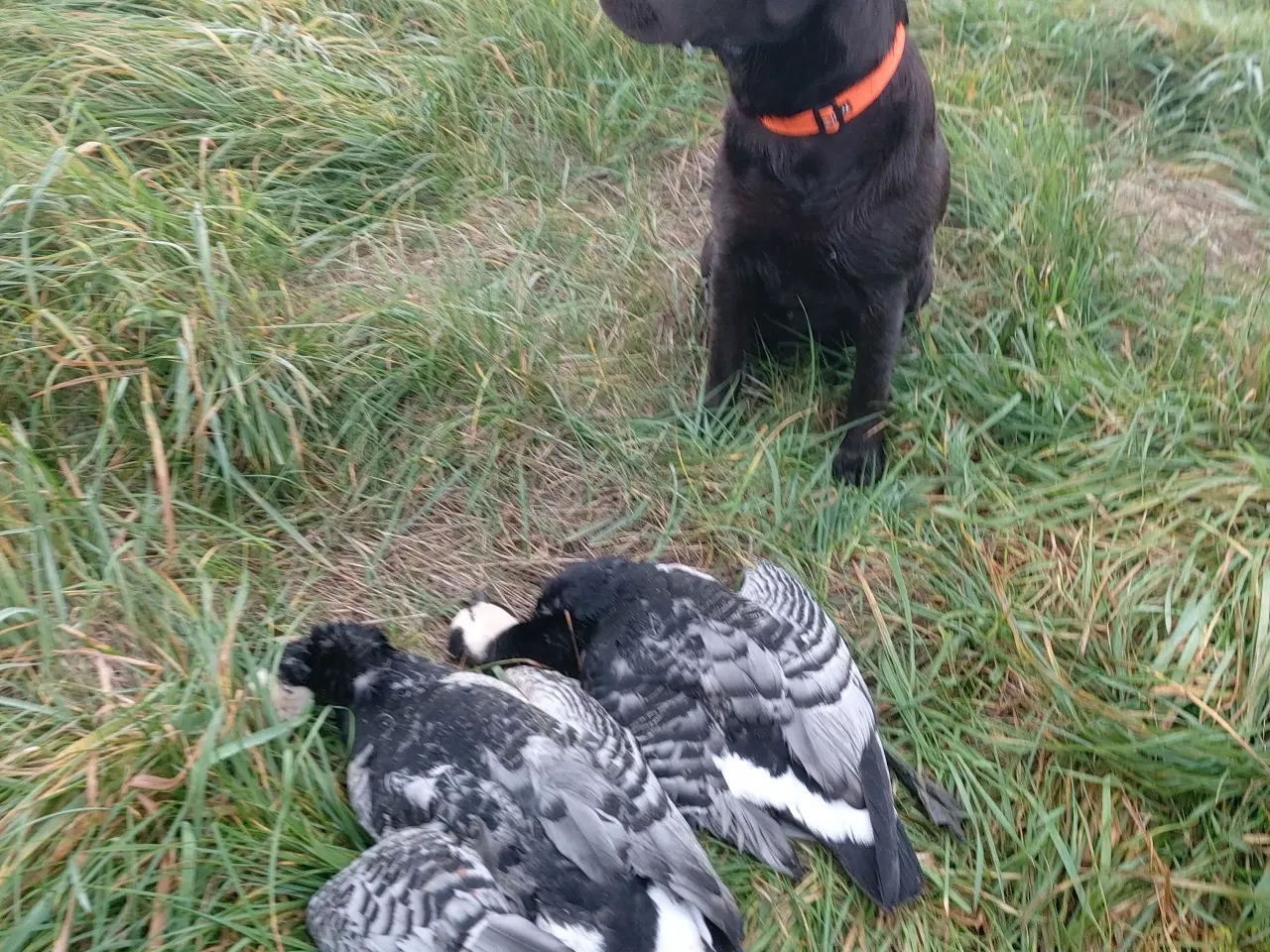 Billede 2 - Brune labrador retriver hvalpe