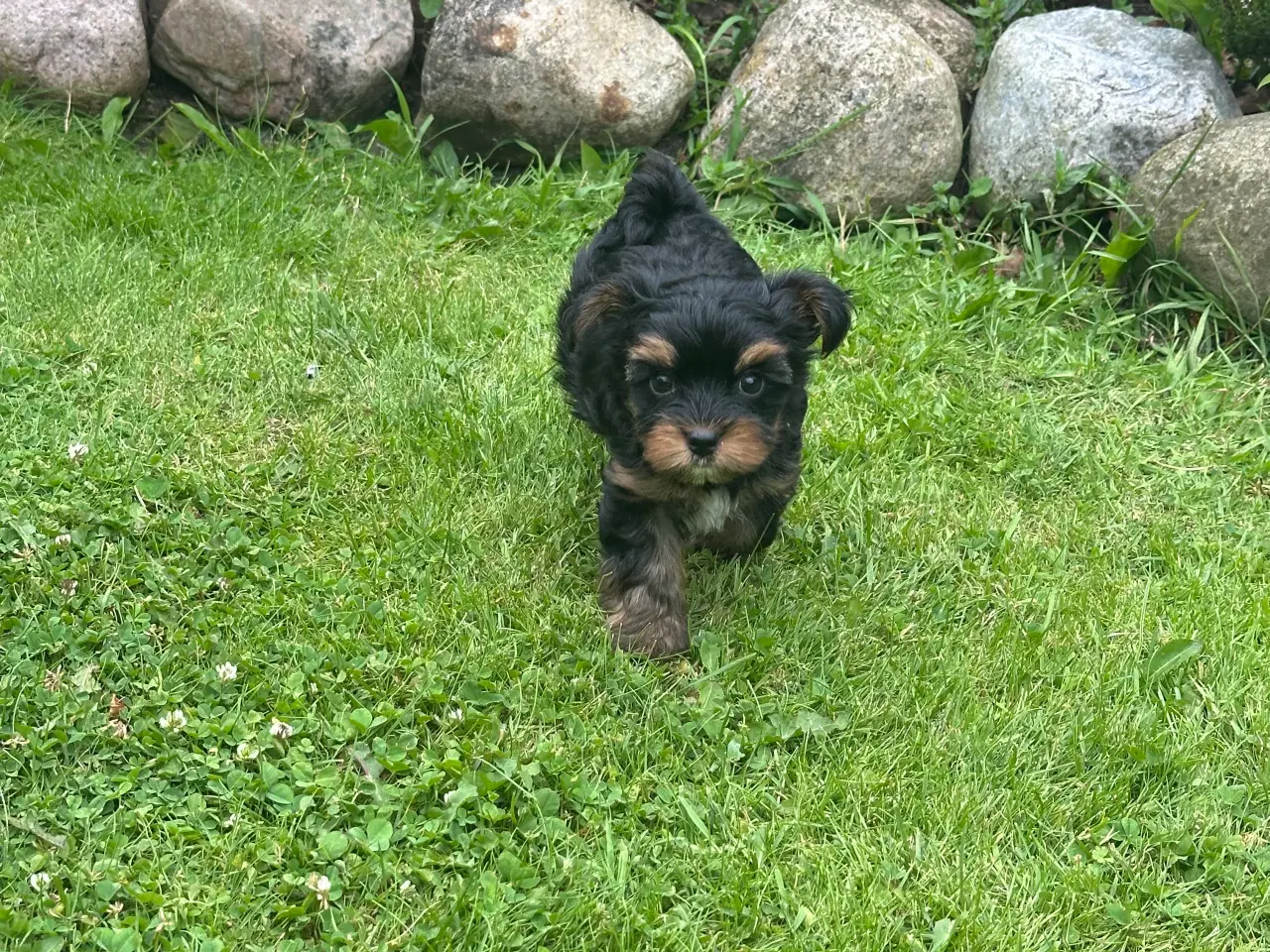 Billede 3 - Yorkshire terrier mini 