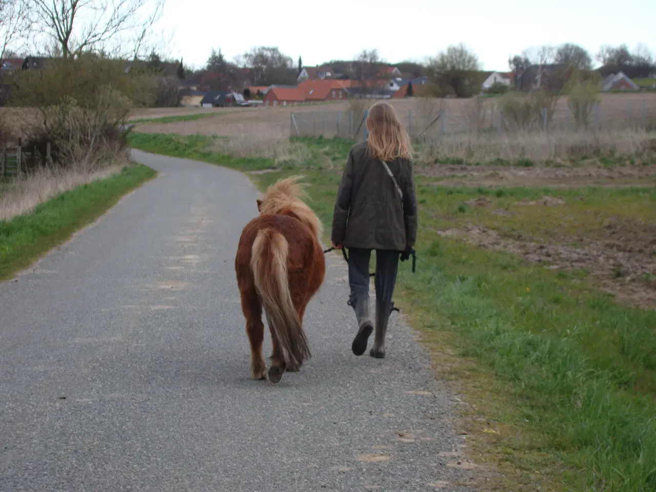 Billede 6 - Shetlænderen Betterøv
