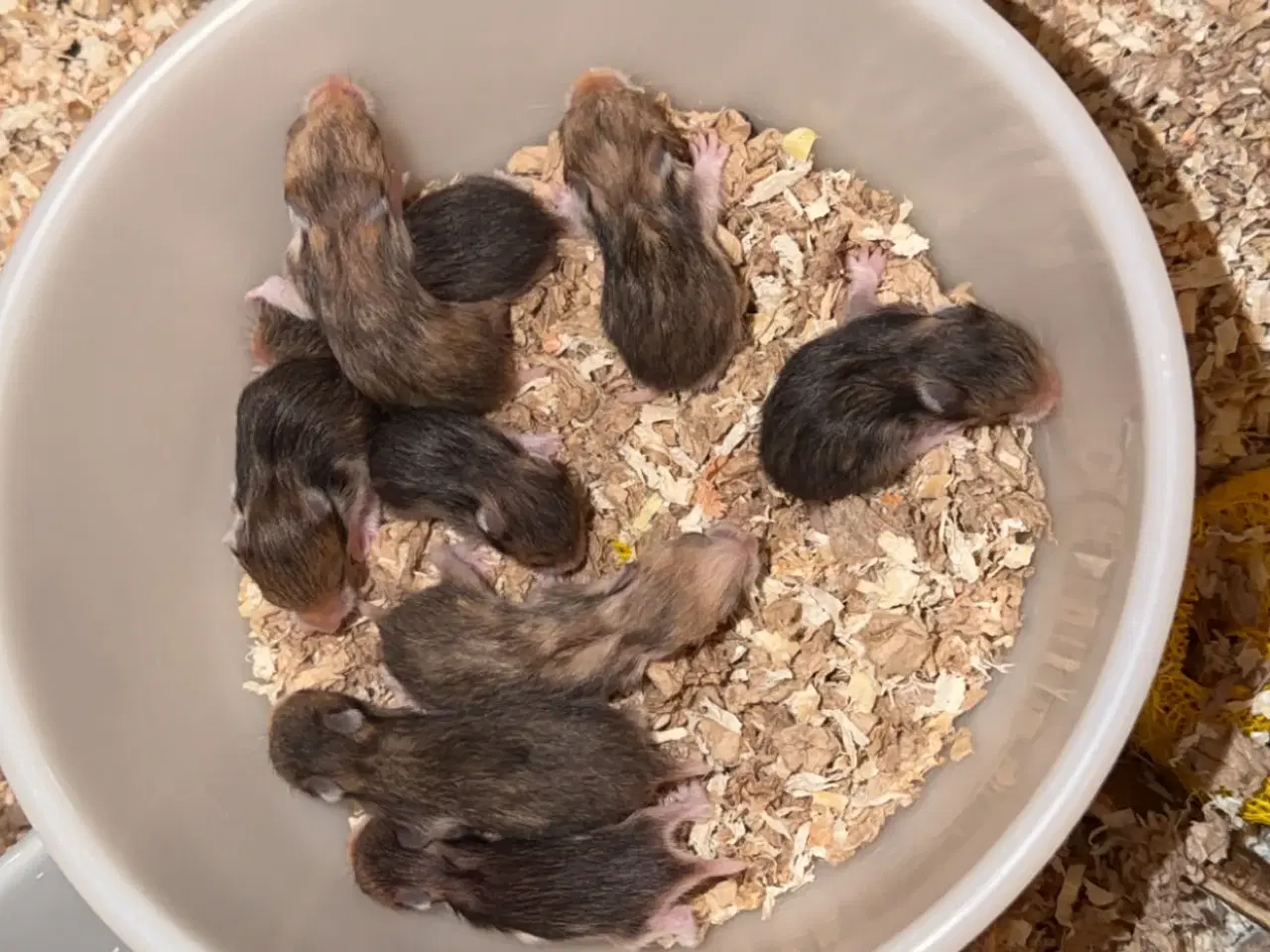 Billede 4 - Guldhamster unger