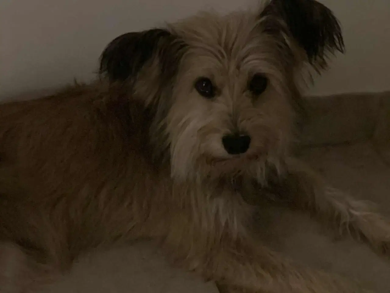 Billede 6 - Smukkeste Suzy søger familie 🩷