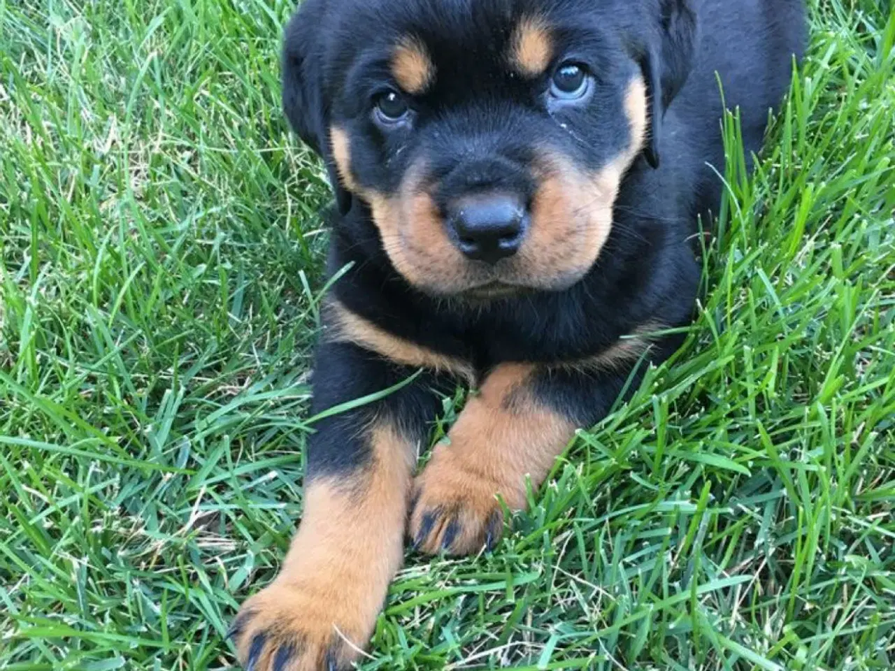 Billede 5 - Rottweiler hvalpe sælges 