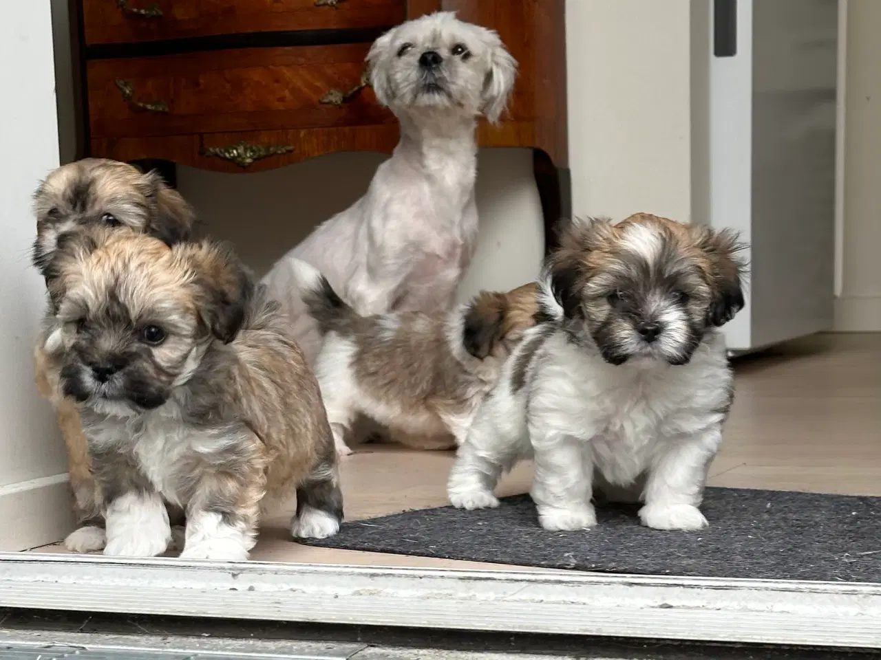 Billede 6 - Lhasa apso hvalpe