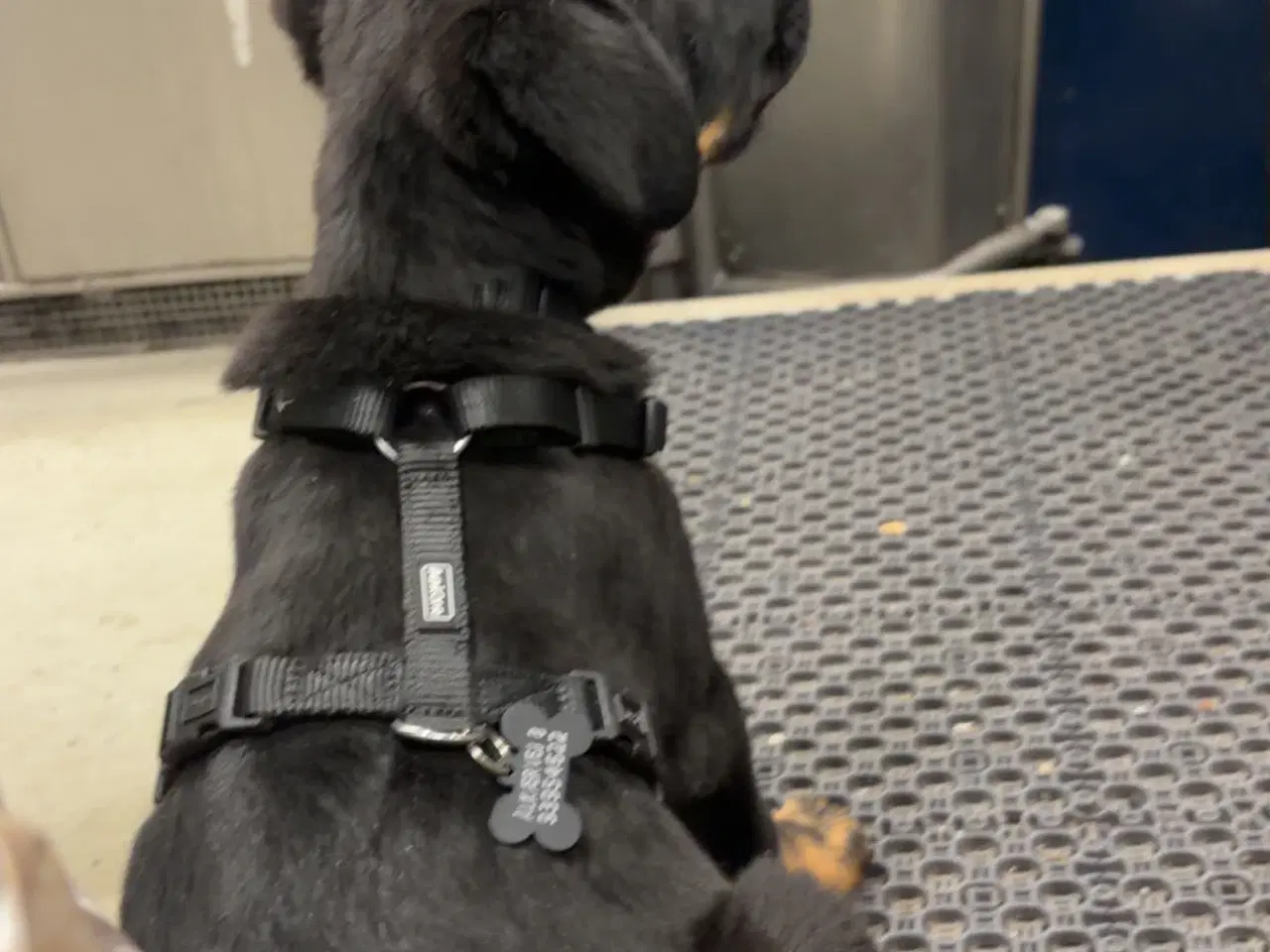 Billede 17 - Rottweiler / schæfer blanding