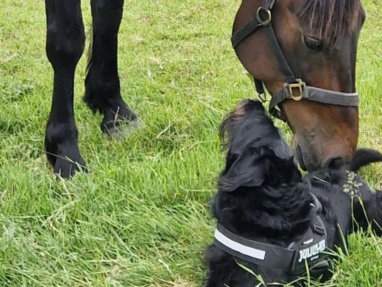 Billede 8 - Skovsturs Hest Varmblods Traver, Vallak 9 år
