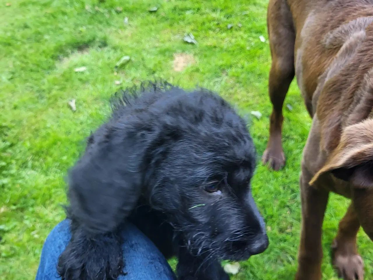 Billede 5 - Labradoodle hvalp 