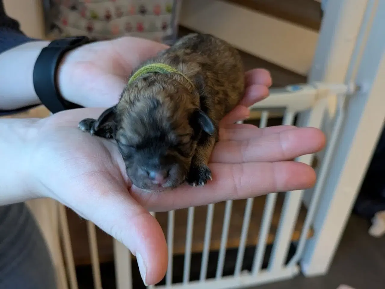 Billede 4 - Familievenlige Bomuldshund/Havanaise × Maltipoo hv