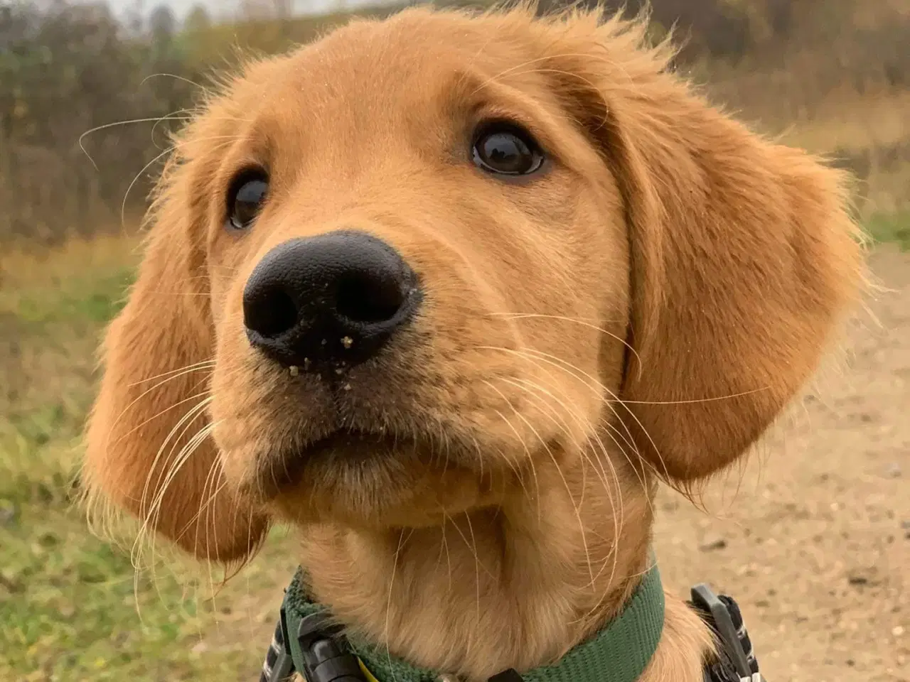 Billede 7 - Tilbyder Golden retriever hanhund til avl