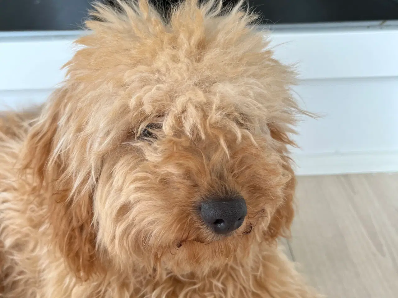 Billede 3 - Cavapoo