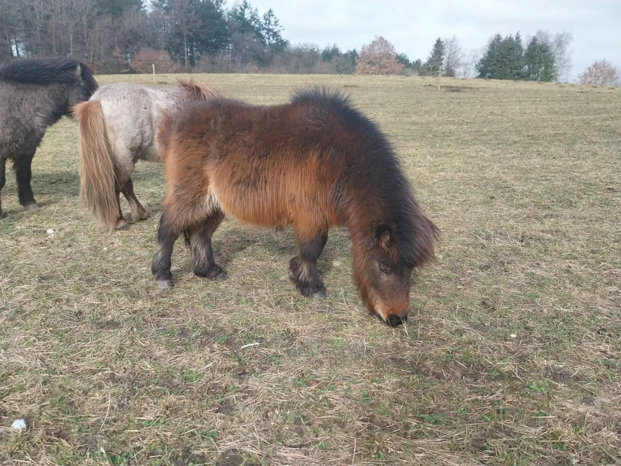 Billede 5 - Sød shetlænder hingst plag 