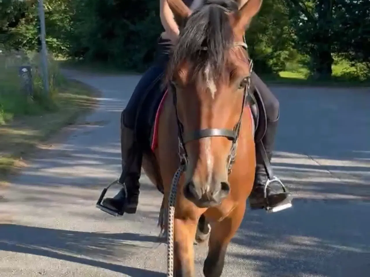 Billede 4 - Welsh Cob - Kvalitetspony med et hjerte af guld