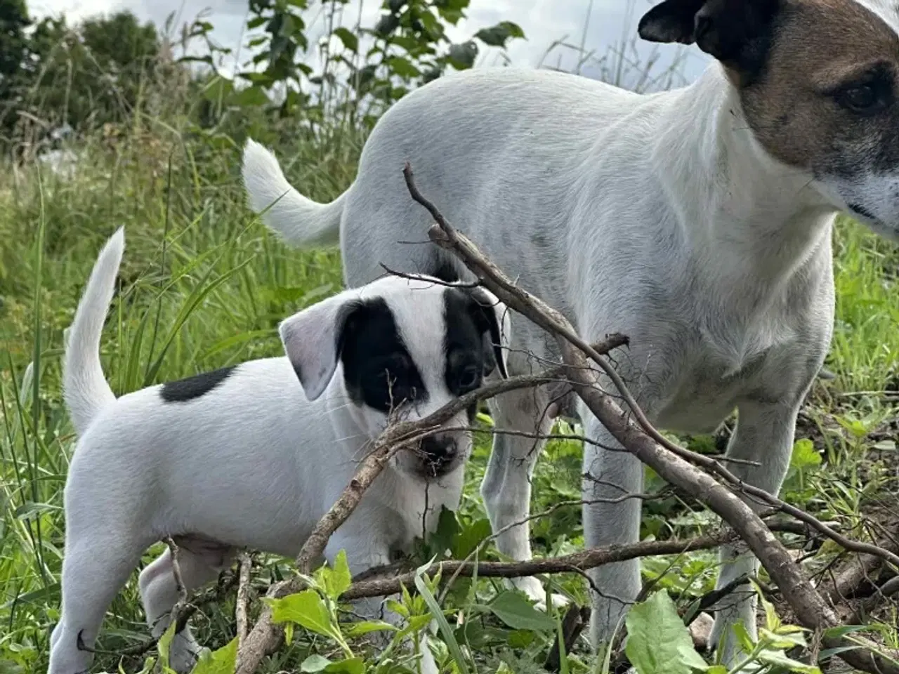 Billede 2 - Dansk svensk gårdhund 