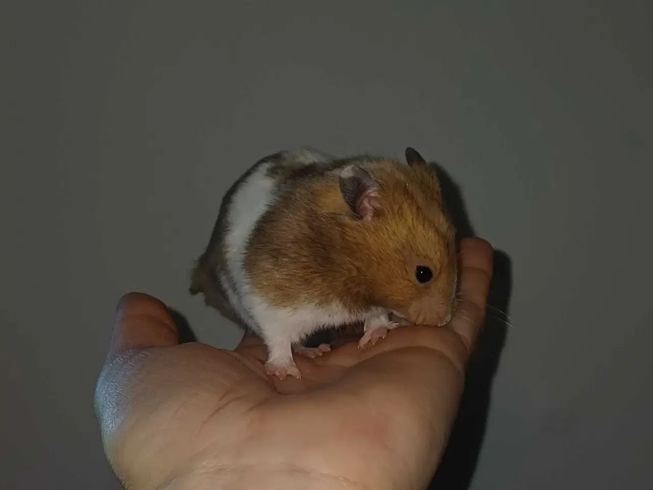 Billede 3 - Guldhamster unger