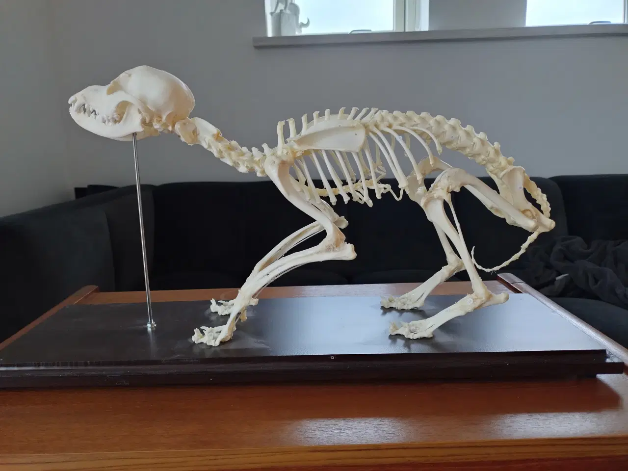 Billede 4 - Anatomimodel - hundeskelet
