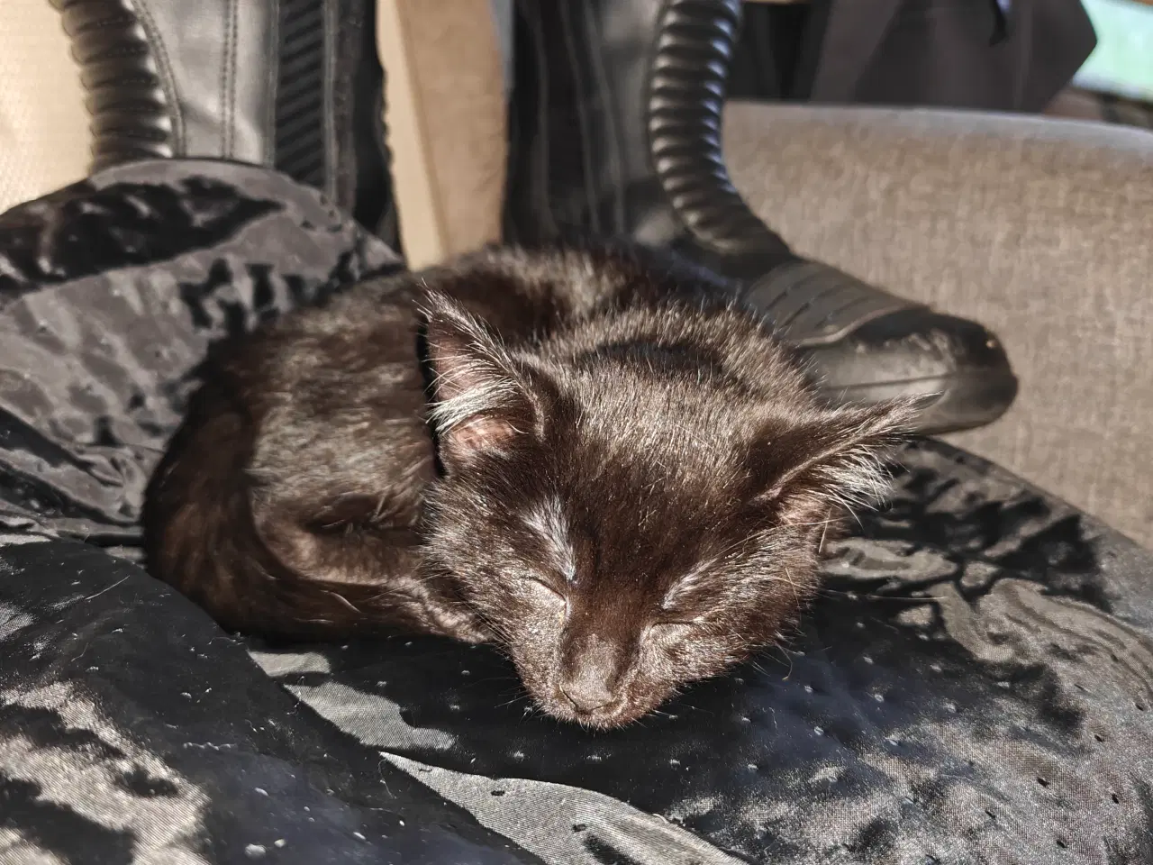 Billede 6 - Skønne kælen kattekillinger 