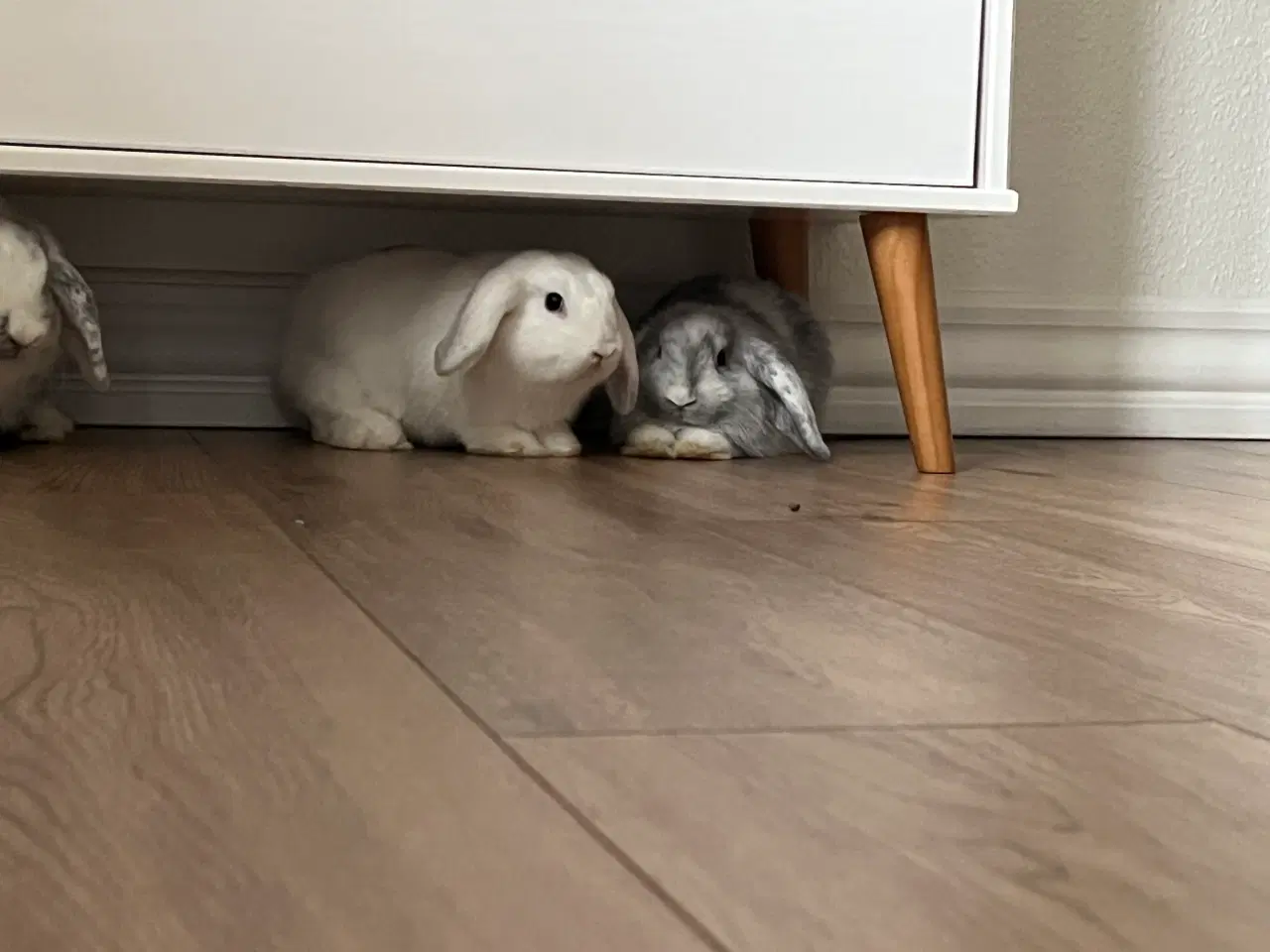 Billede 2 - Mini-lop unger 