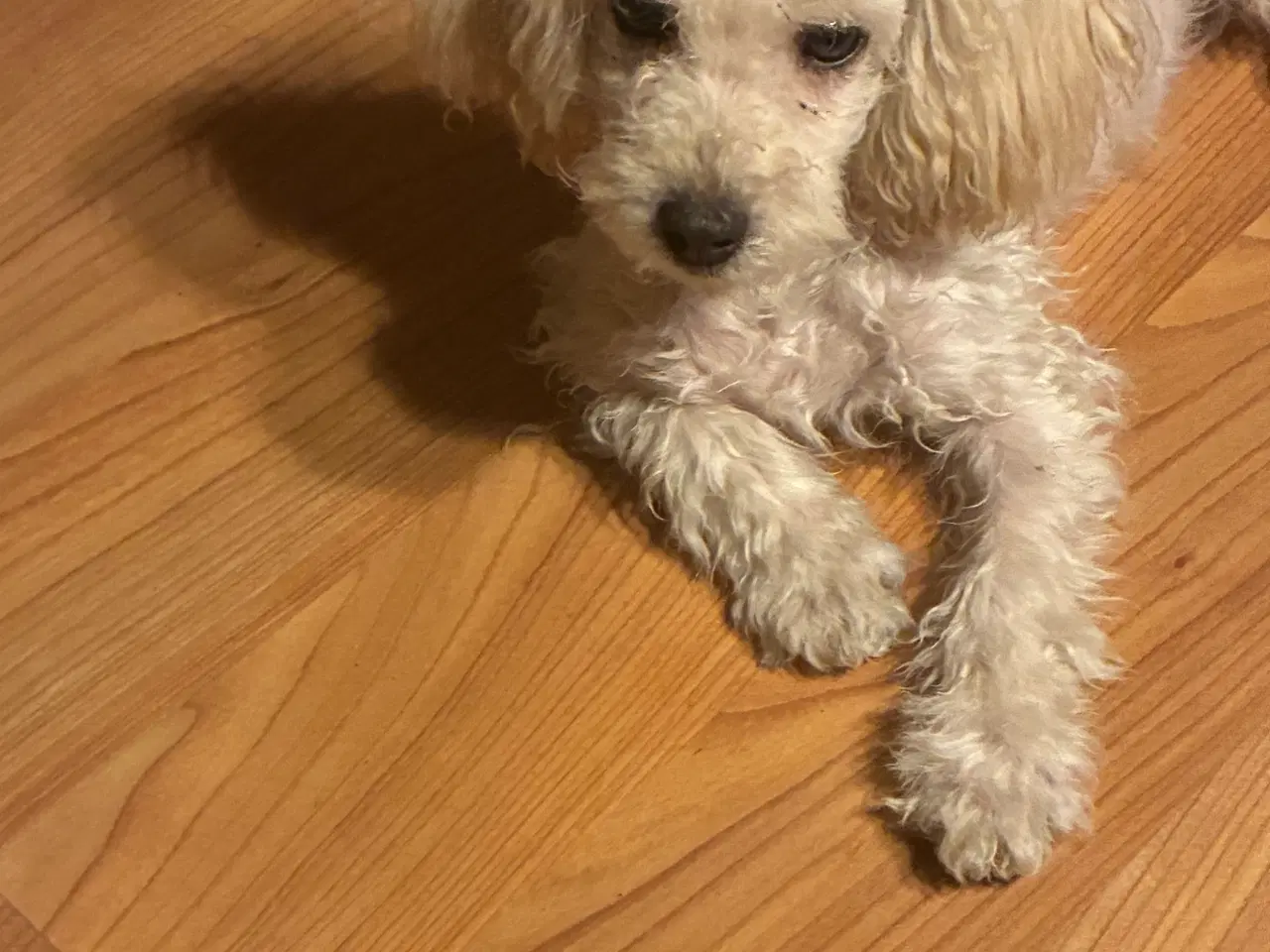 Billede 3 - Puddel blanding