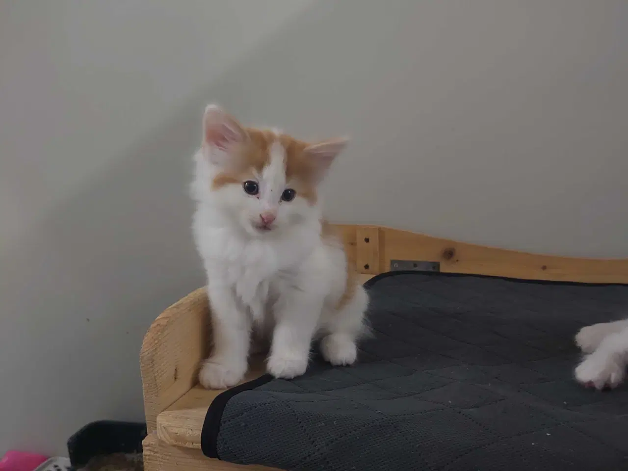 Billede 2 - Norsk skovkat