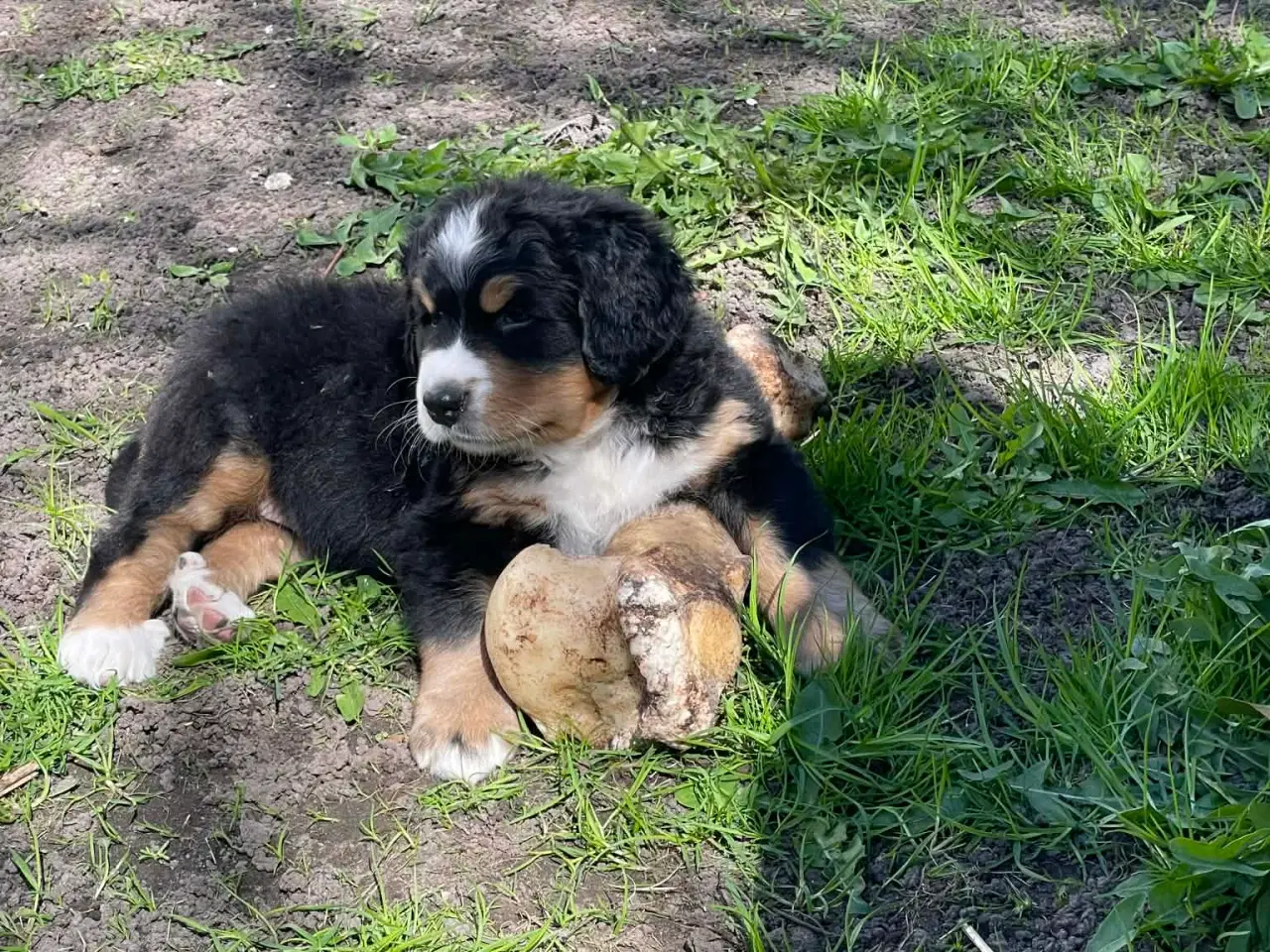 Billede 6 - Berner Senne hvalpe 