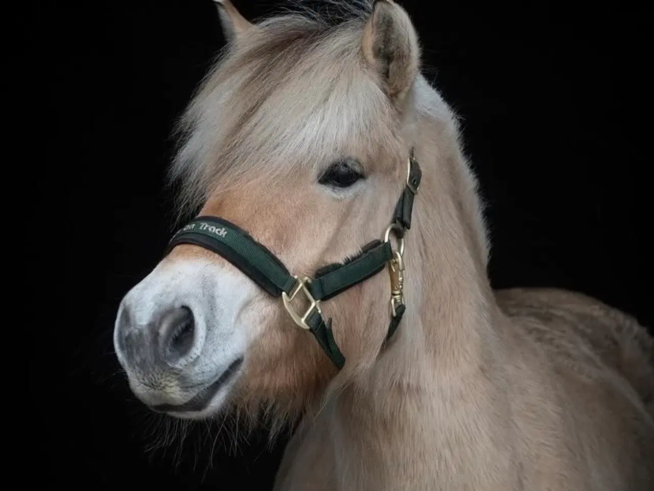 Billede 2 - Flere ungheste haves