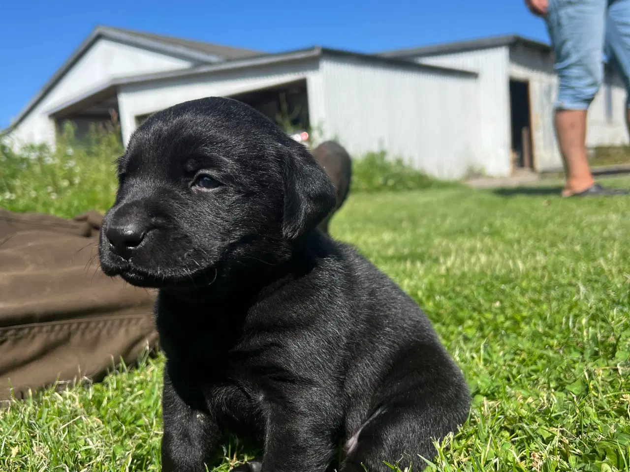 Billede 2 - Ægte labrador hvalpe