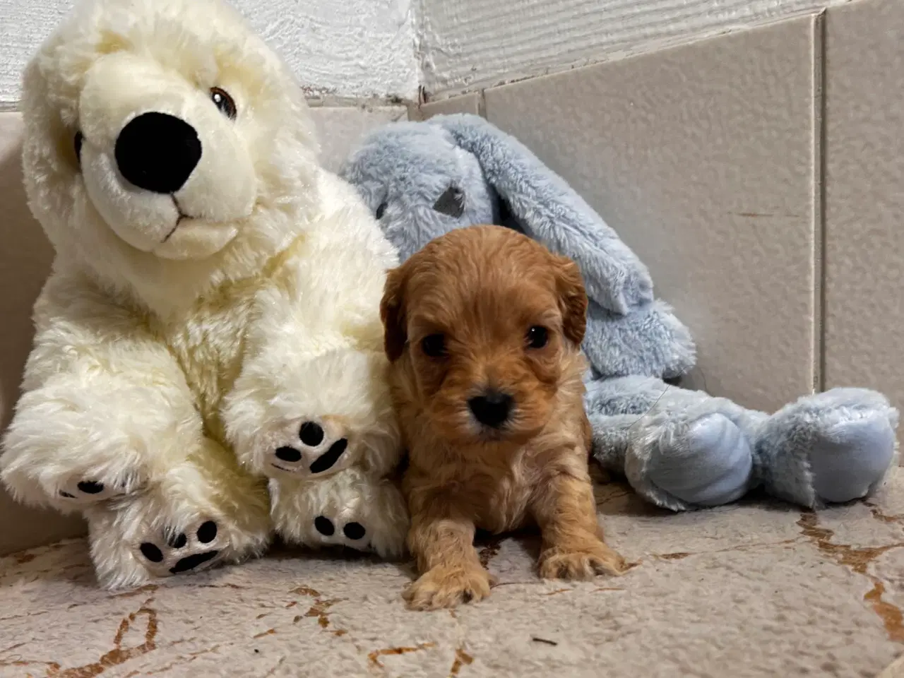 Billede 11 - Cavapoo F2B