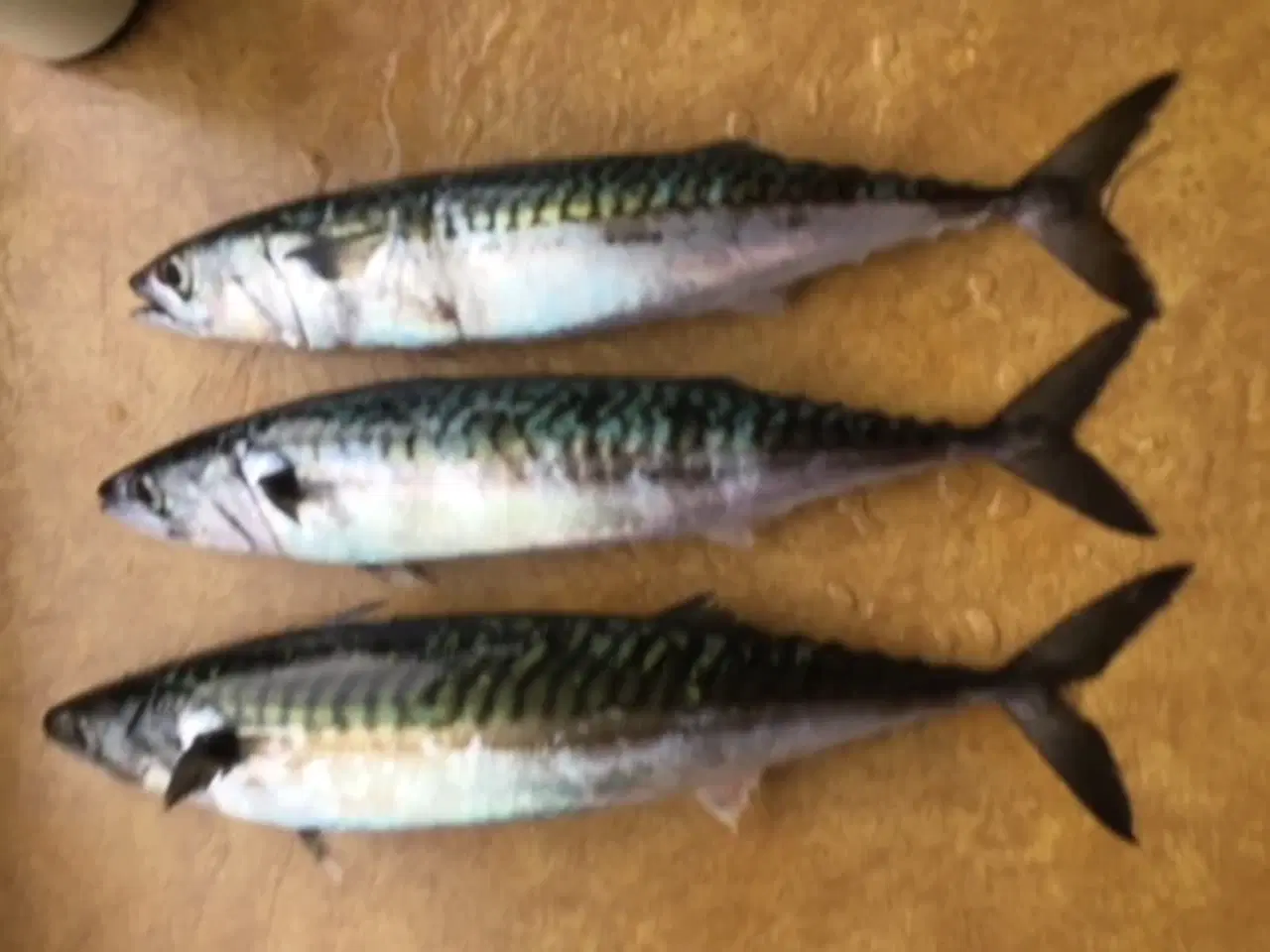 Billede 8 - SE NYT TILTAG FISKEGARN TIL FLADFISK - EN BLANK 