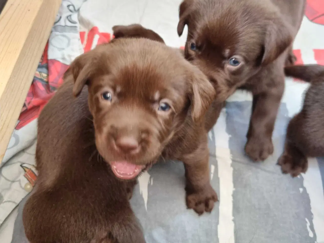 Billede 5 - Brun Labrador gammel slags