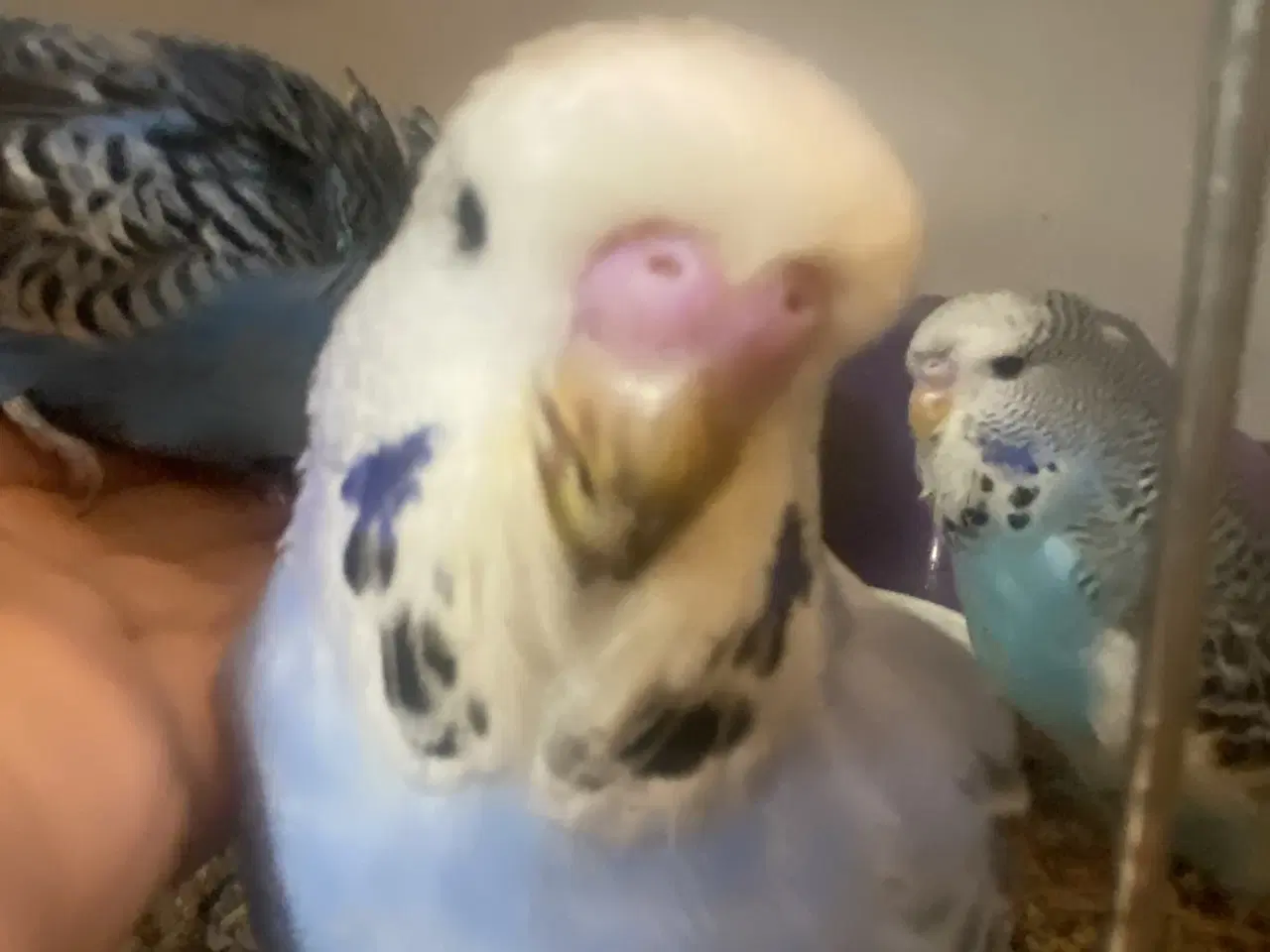 Billede 1 - Sød engelsk hanunge