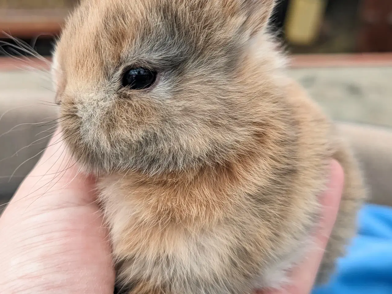 Billede 4 - Hermelin kaninunge sælges 