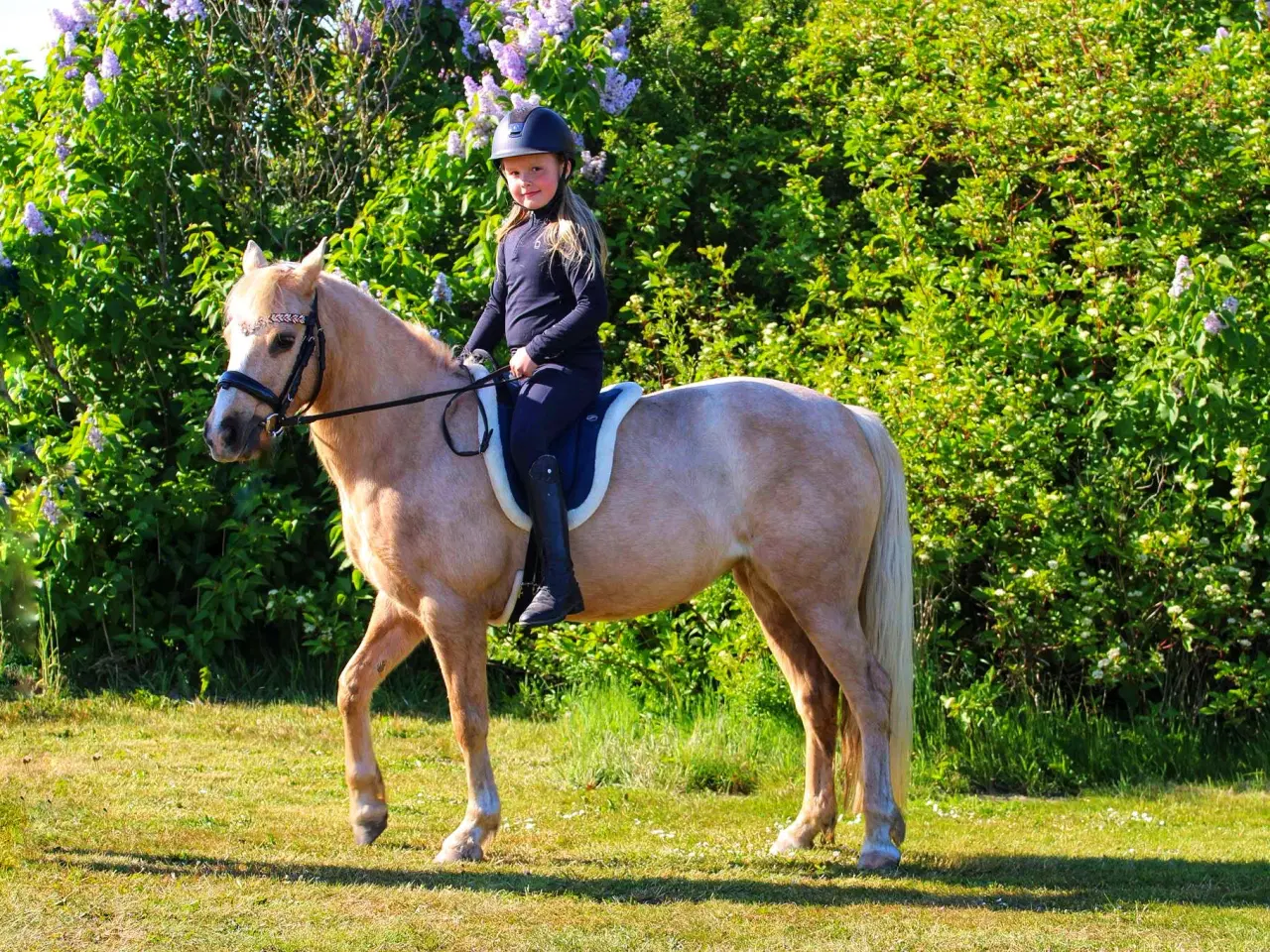 Billede 1 - Børnepony søger nyt hjem 