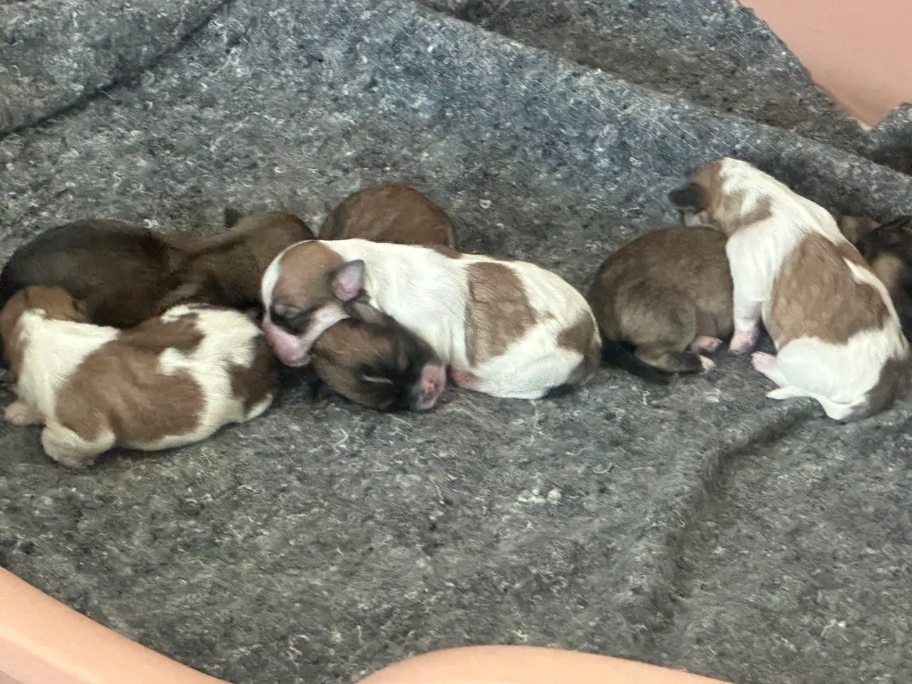 Billede 8 - Lhasa apso hvalpe