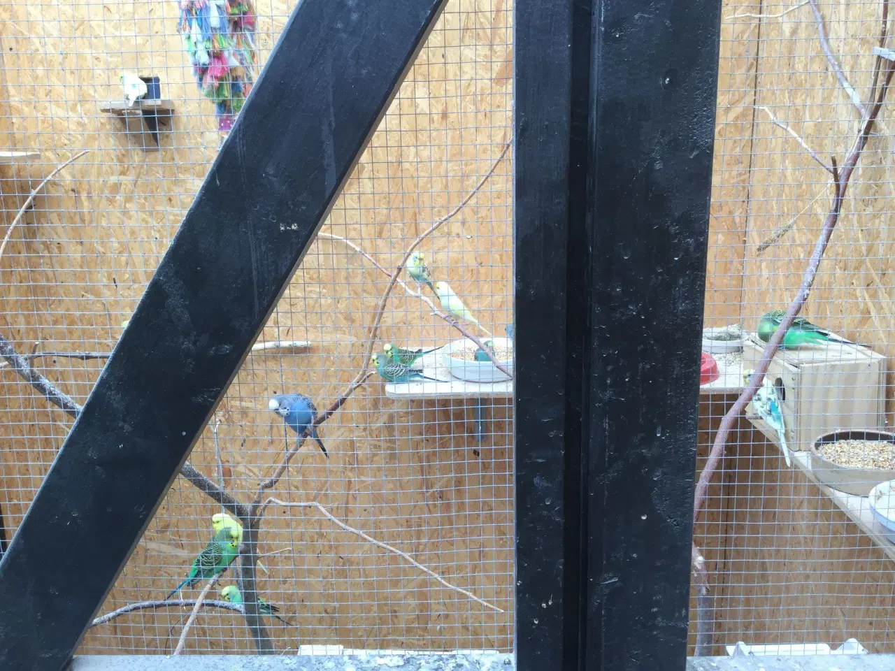 Billede 6 - Australske undulater